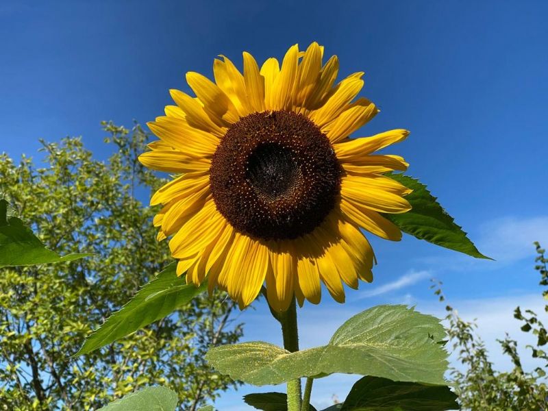 Sommerferien